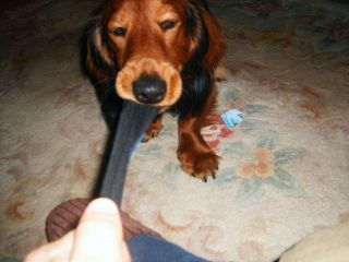 Troch� wi�kszy gryzo�